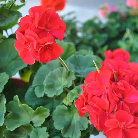 Gaestehaus Holaus Mayrhofen